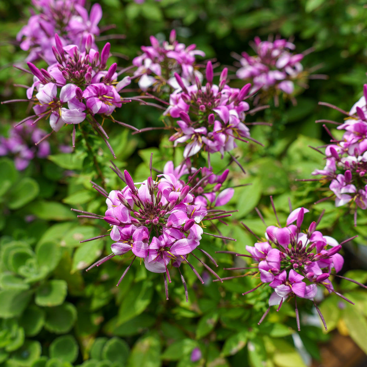 Spider Flower – Plant Detectives