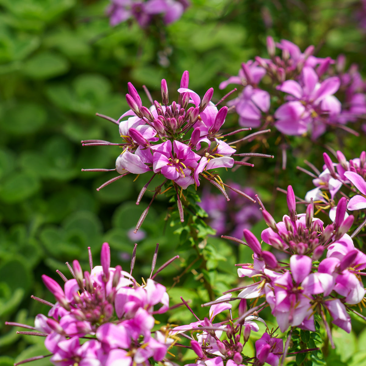 spider plant with pink flowers Senorita Rosalita Spider Flower – Plant Detectives