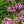 Load image into Gallery viewer, Cleome