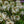 Load image into Gallery viewer, Cleome