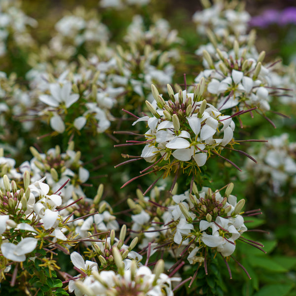 Cleome