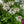 Load image into Gallery viewer, Cleome