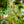 Load image into Gallery viewer, Spider Plant