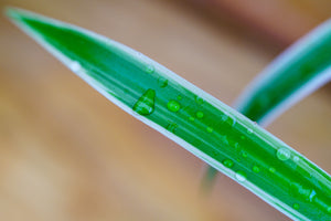 Spider Plant - Other Houseplants - Houseplants