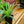 Load image into Gallery viewer, Spider Plant - Other Houseplants - Houseplants