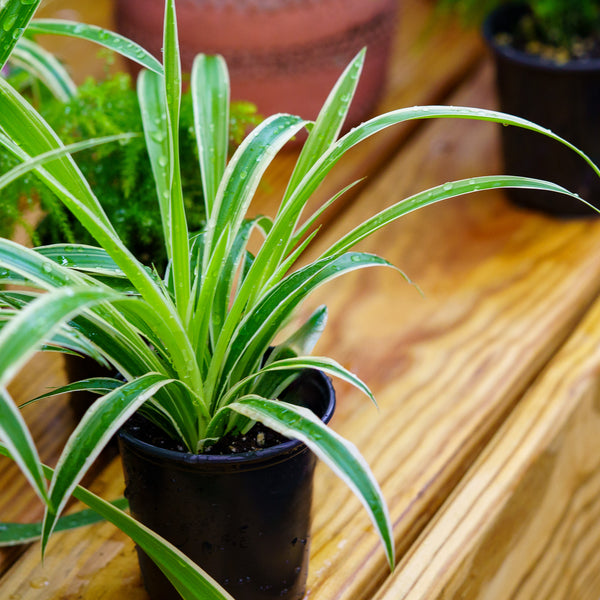 Spider Plant