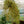 Load image into Gallery viewer, Spider Plant