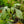 Load image into Gallery viewer, Spiderman Monstera