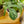 Load image into Gallery viewer, Spiderman Monstera