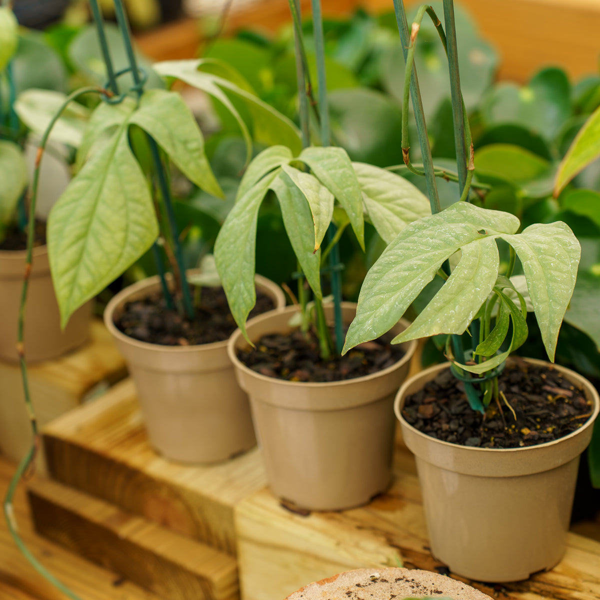Spiderman Monstera – Plant Detectives
