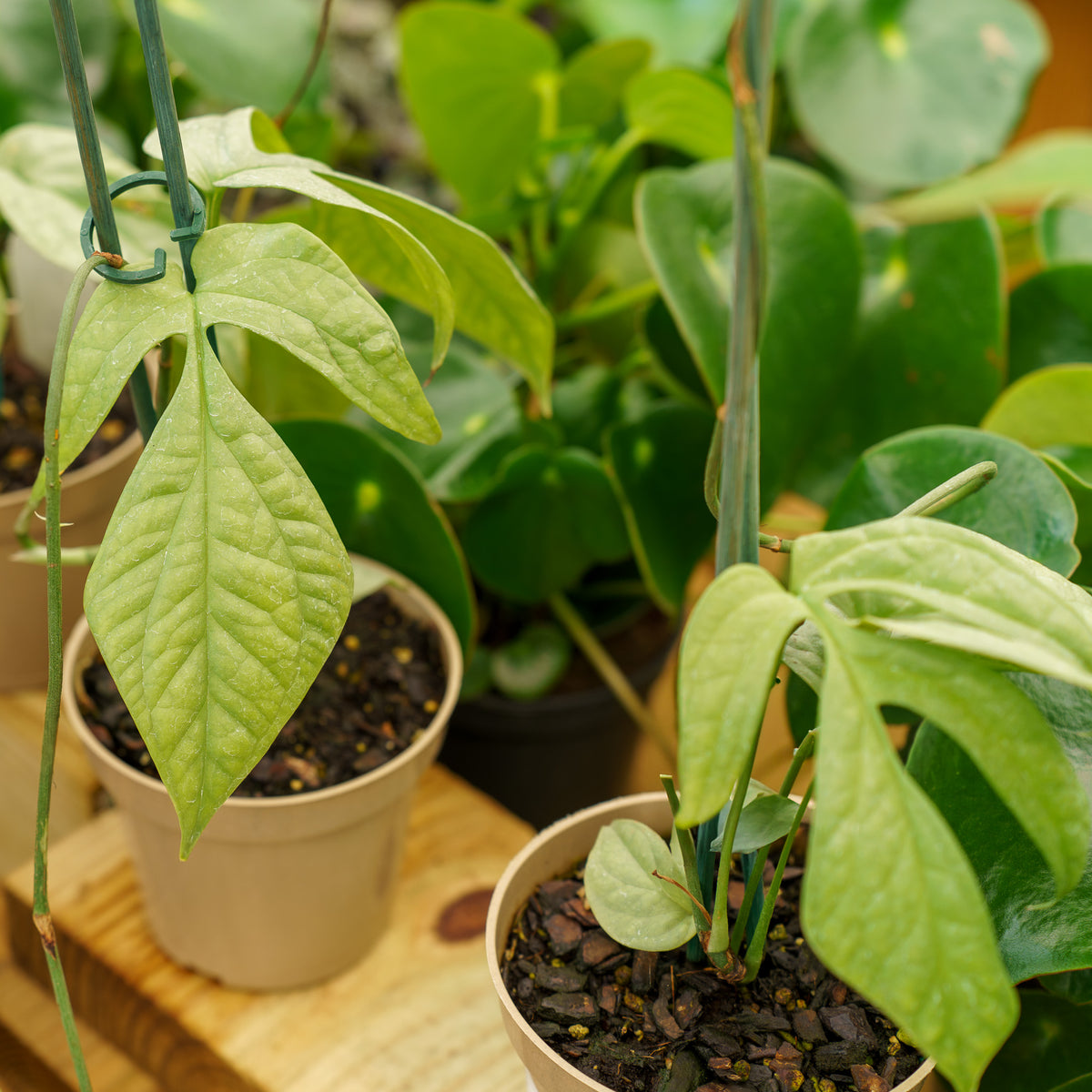 monstera spiderman plant Spiderman Monstera – Plant Detectives