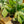 Load image into Gallery viewer, Spiderman Monstera