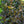 Load image into Gallery viewer, Spilled Wine Weigela