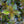 Load image into Gallery viewer, Spilled Wine Weigela