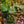 Load image into Gallery viewer, Swiss Cheese Plant
