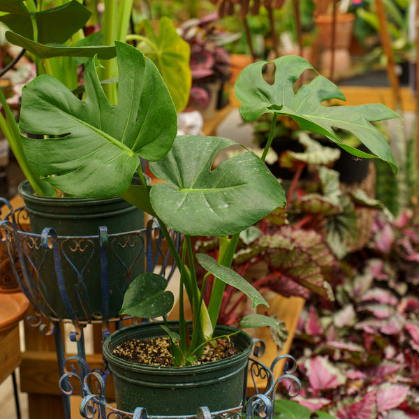 Philodendron Monstera Split-Leaf