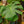 Load image into Gallery viewer, Swiss Cheese Plant