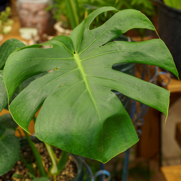 Philodendron Monstera Split-Leaf