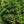 Load image into Gallery viewer, Split Rock Hinoki Cypress