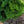 Load image into Gallery viewer, Split Rock Hinoki Cypress