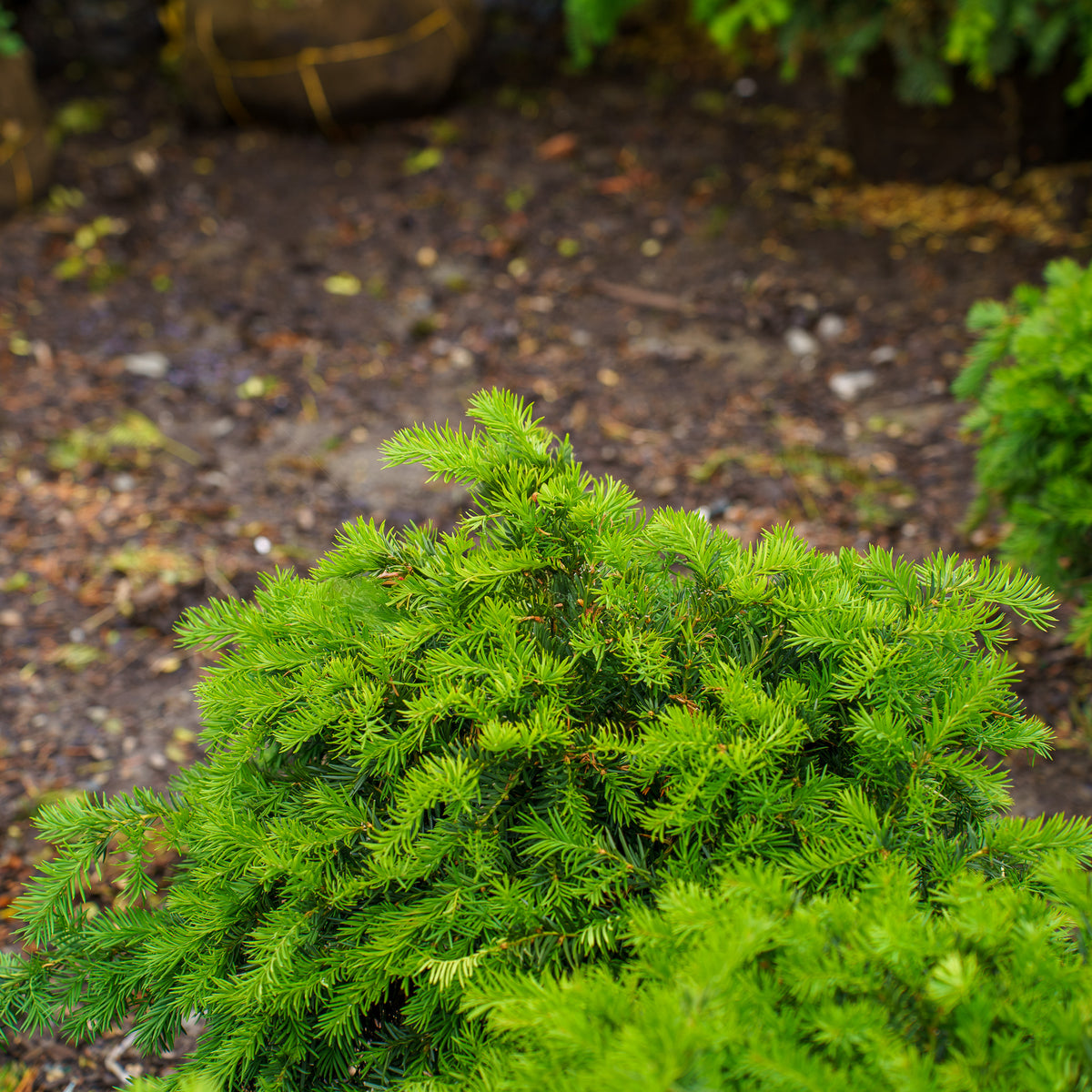 Spreading English Yew – Plant Detectives