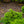 Load image into Gallery viewer, Spreading English Yew
