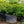Load image into Gallery viewer, Spreading English Yew - Yew - Shrubs