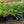 Load image into Gallery viewer, Spreading Japanese Plum Yew - Yew - Conifers