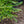 Load image into Gallery viewer, Spreading Japanese Plum Yew - Yew - Conifers