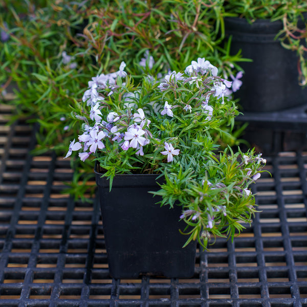 Spring Blue Creeping Phlox
