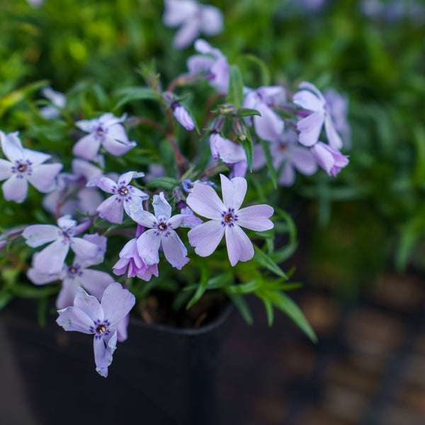 Spring Blue Creeping Phlox