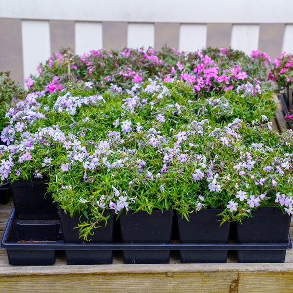 Spring Blue Creeping Phlox