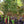 Load image into Gallery viewer, Spring Grove Dogwood
