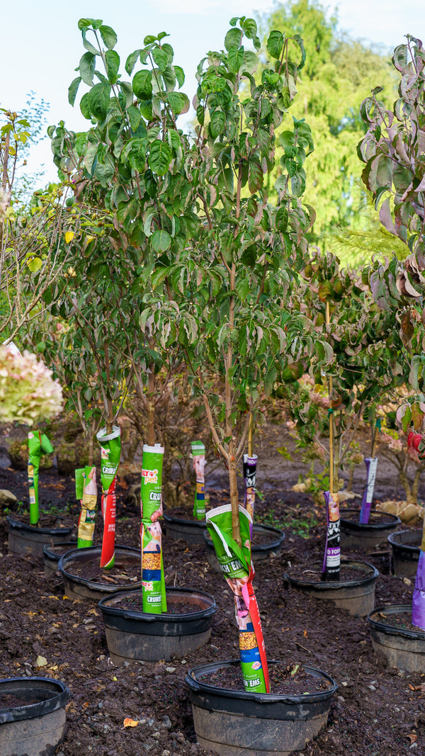 Spring Grove Dogwood