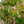 Load image into Gallery viewer, Spring Grove Dogwood