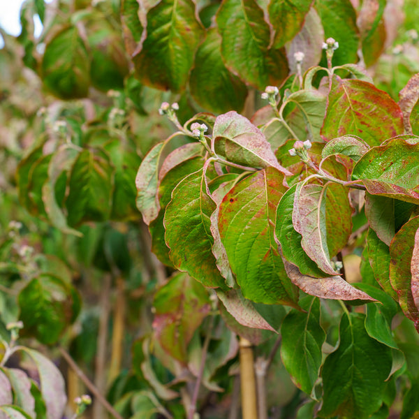 Spring Grove Dogwood