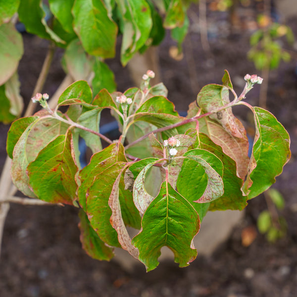 Spring Grove Dogwood