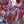 Load image into Gallery viewer, Spring Grove Dogwood
