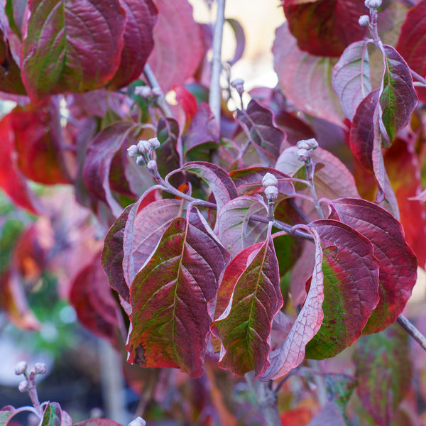 Spring Grove Dogwood