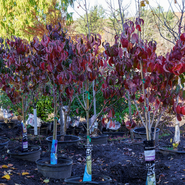 Spring Grove Dogwood