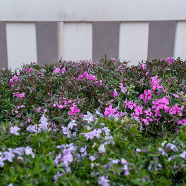 Spring Hot Pink Creeping Phlox
