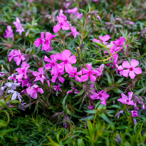 Spring Hot Pink Creeping Phlox