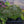 Load image into Gallery viewer, Spring Lavender Creeping Phlox