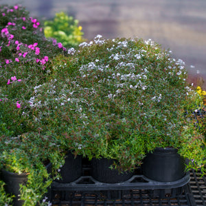 Spring Lavender Creeping Phlox