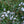 Load image into Gallery viewer, Spring Lavender Creeping Phlox