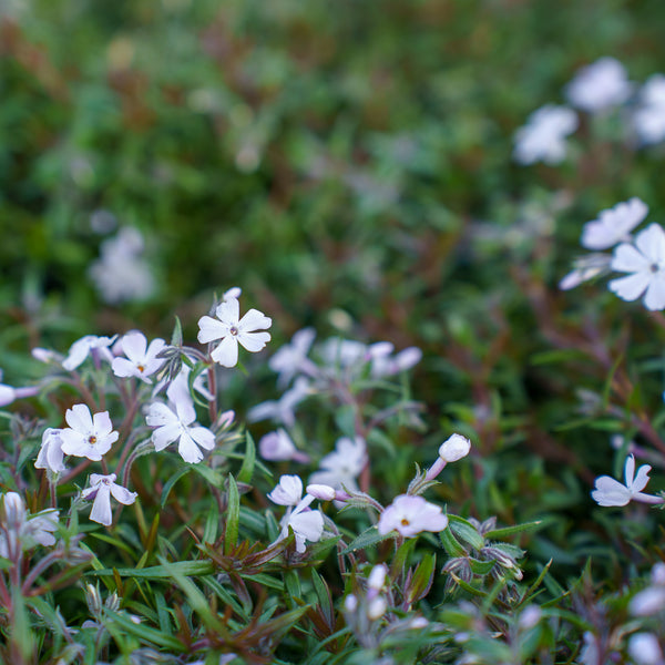 Spring Lavender Creeping Phlox