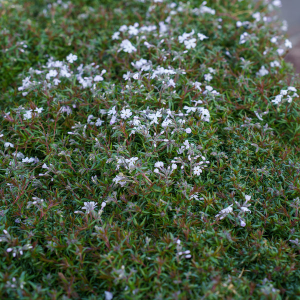 Spring Lavender Creeping Phlox