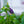 Load image into Gallery viewer, Spring Magic Mix Columbine