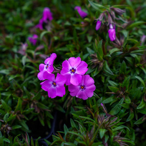 Spring Purple Creeping Phlox