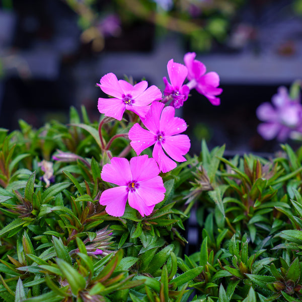Spring Purple Creeping Phlox